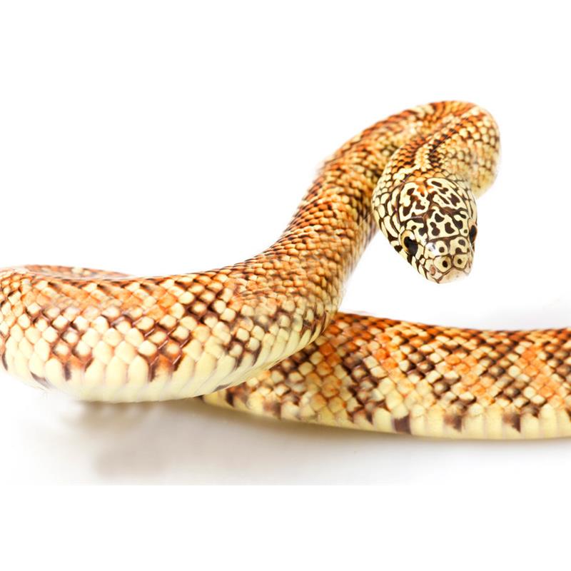 Sarpe Lampropeltis getulus floridana het. hypo - imagine 4